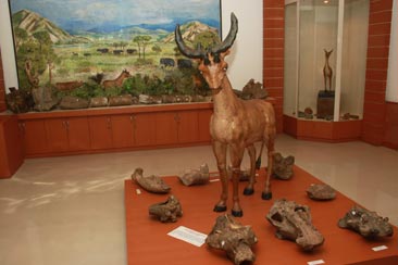 S. P. Nautiyal Museum