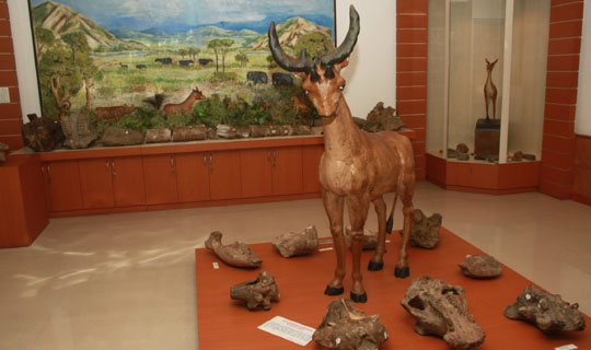 Museum